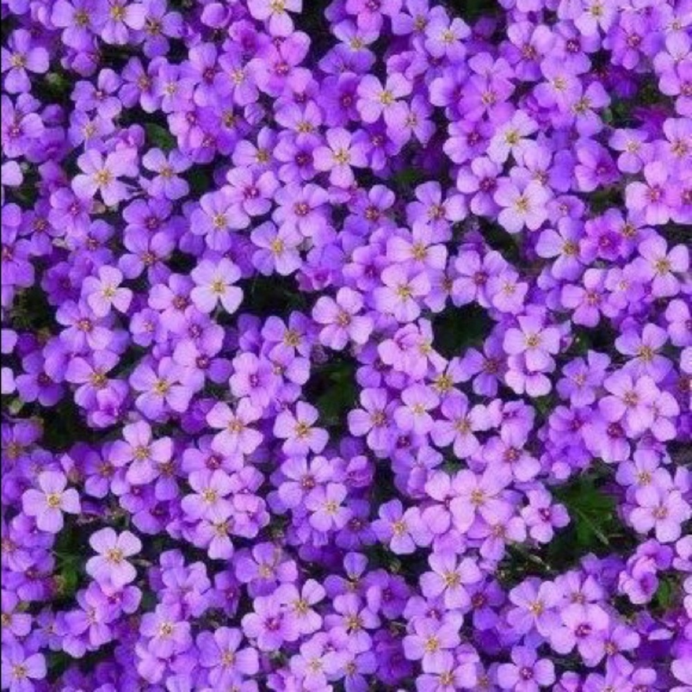 🤩✨MAKE ME AN OFFER ✨🤩